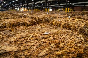 Stacks of dried tobacco leaves stored in a large warehouse, ready for market.