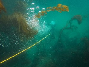 Australian scuba diver near dense algae, protecting undersea cables.