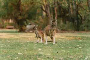 NDIS Australia kangaroos in Perth park.